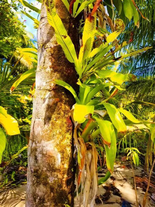 Вілла Poetry Garden Bocas Town Colon Island Екстер'єр фото